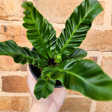 Load image into Gallery viewer, Asplenium nidus Cobra Fern - 100mm
