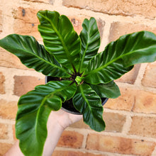 Load image into Gallery viewer, Asplenium nidus Cobra Fern - 100mm
