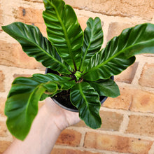 Load image into Gallery viewer, Asplenium nidus Cobra Fern - 100mm
