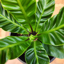 Load image into Gallery viewer, Asplenium nidus Cobra Fern - 100mm
