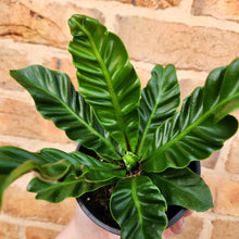 Load image into Gallery viewer, Asplenium nidus Cobra Fern - 100mm

