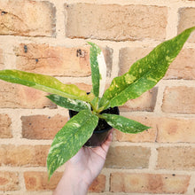 Load image into Gallery viewer, Philodendron Ring Of Fire - 100mm
