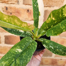 Load image into Gallery viewer, Philodendron Ring Of Fire - 100mm
