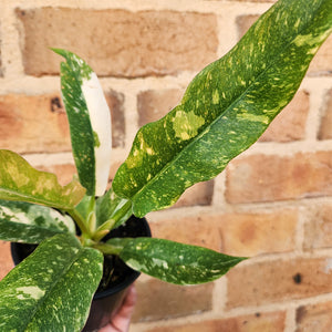 Philodendron Ring Of Fire - 100mm