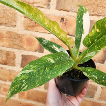 Load image into Gallery viewer, Philodendron Ring Of Fire - 100mm
