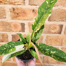 Load image into Gallery viewer, Philodendron Ring Of Fire - 100mm
