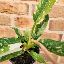 Load image into Gallery viewer, Philodendron Ring Of Fire - 100mm
