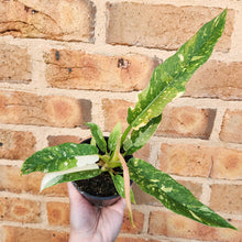 Load image into Gallery viewer, Philodendron Ring Of Fire - 100mm
