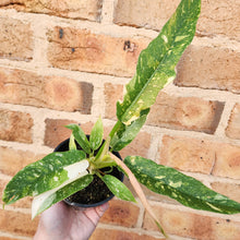 Load image into Gallery viewer, Philodendron Ring Of Fire - 100mm
