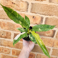 Load image into Gallery viewer, Philodendron Ring Of Fire - 100mm
