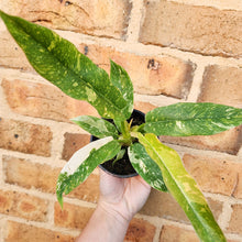 Load image into Gallery viewer, Philodendron Ring Of Fire - 100mm
