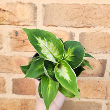 Load image into Gallery viewer, Dieffenbachia Cool Beauty - 100mm
