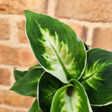 Load image into Gallery viewer, Dieffenbachia Cool Beauty - 100mm
