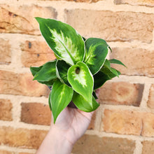 Load image into Gallery viewer, Dieffenbachia Cool Beauty - 100mm
