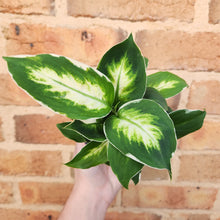 Load image into Gallery viewer, Dieffenbachia Cool Beauty - 100mm
