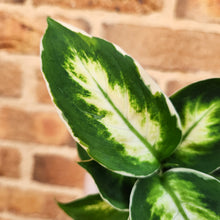 Load image into Gallery viewer, Dieffenbachia Cool Beauty - 100mm
