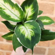 Load image into Gallery viewer, Dieffenbachia Cool Beauty - 100mm
