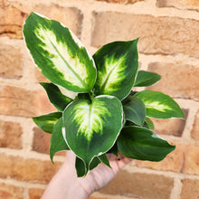 Load image into Gallery viewer, Dieffenbachia Cool Beauty - 100mm
