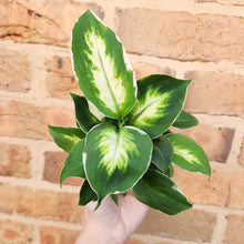 Load image into Gallery viewer, Dieffenbachia Cool Beauty - 100mm

