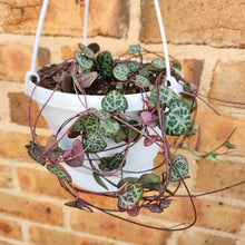 Load image into Gallery viewer, Ceropegia Woodii Chain of Hearts - 160mm

