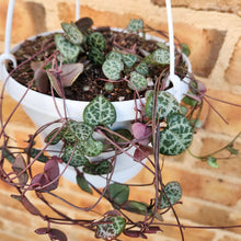 Load image into Gallery viewer, Ceropegia Woodii Chain of Hearts - 160mm
