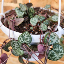 Load image into Gallery viewer, Ceropegia Woodii Chain of Hearts - 160mm
