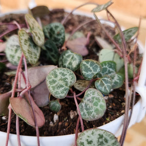Ceropegia Woodii Chain of Hearts - 160mm