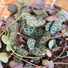 Load image into Gallery viewer, Ceropegia Woodii Chain of Hearts - 160mm
