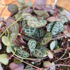 Ceropegia Woodii Chain of Hearts - 160mm