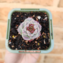 Load image into Gallery viewer, Echeveria Red Velvet - 66mm

