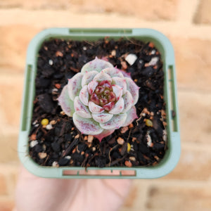 Echeveria Red Velvet - 66mm