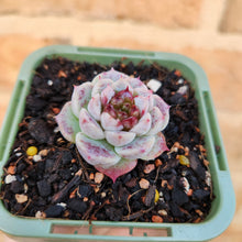 Load image into Gallery viewer, Echeveria Red Velvet - 66mm
