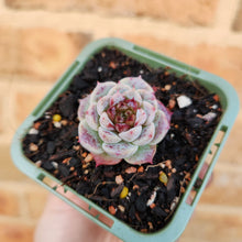 Load image into Gallery viewer, Echeveria Red Velvet - 66mm
