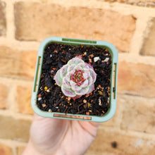 Load image into Gallery viewer, Echeveria Red Velvet - 66mm
