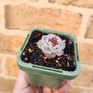 Echeveria Red Velvet - 66mm