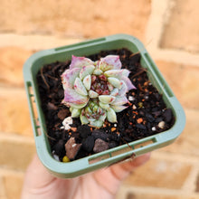 Load image into Gallery viewer, Echeveria Red Velvet - 66mm
