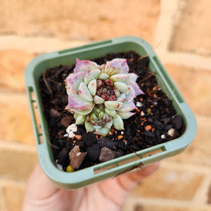 Echeveria Red Velvet - 66mm