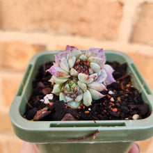 Load image into Gallery viewer, Echeveria Red Velvet - 66mm
