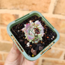 Load image into Gallery viewer, Echeveria Red Velvet - 66mm
