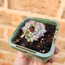 Load image into Gallery viewer, Echeveria Red Velvet - 66mm
