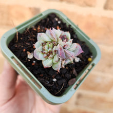 Load image into Gallery viewer, Echeveria Red Velvet - 66mm

