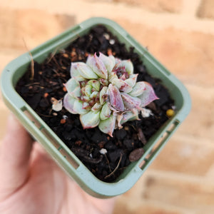 Echeveria Red Velvet - 66mm