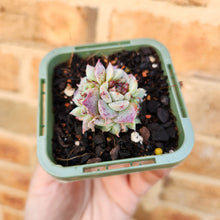 Load image into Gallery viewer, Echeveria Red Velvet - 66mm
