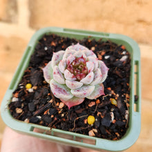 Load image into Gallery viewer, Echeveria Red Velvet - 66mm
