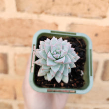 Load image into Gallery viewer, Sedeveria Rime Ice - 66mm
