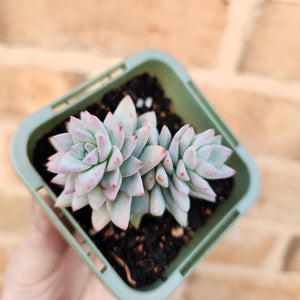 Sedeveria Rime Ice - 66mm
