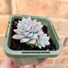 Load image into Gallery viewer, Sedeveria Rime Ice - 66mm
