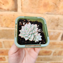 Load image into Gallery viewer, Sedeveria Rime Ice - 66mm
