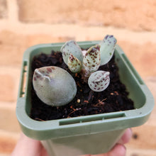 Load image into Gallery viewer, Adromischus cooperi &#39;Festivus&#39; &#39;White Seal Pups&#39; - 66mm
