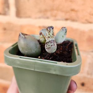 Adromischus cooperi 'Festivus' 'White Seal Pups' - 66mm